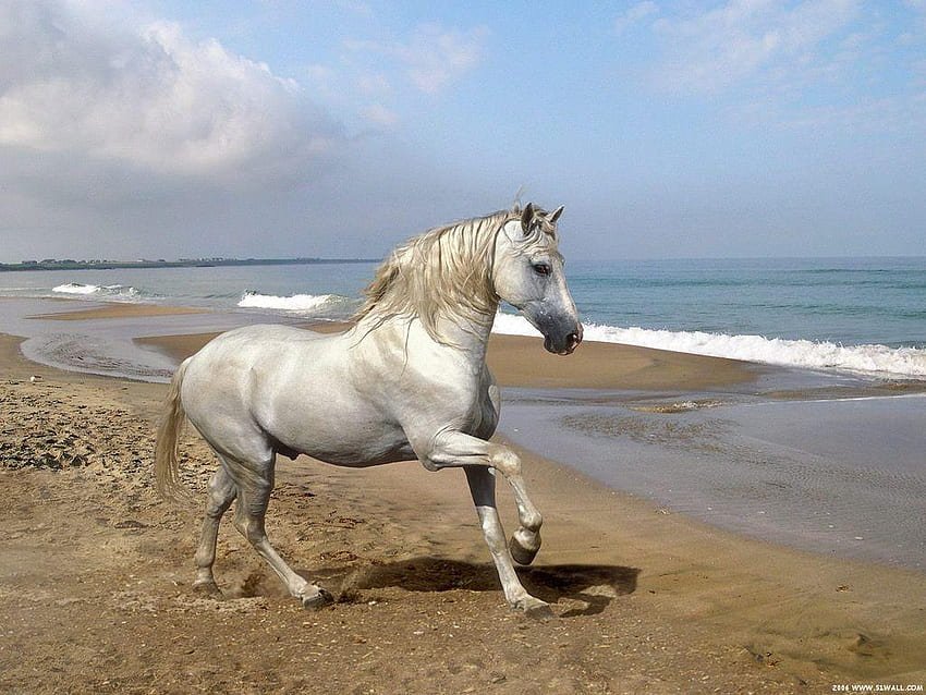 caballo bailando