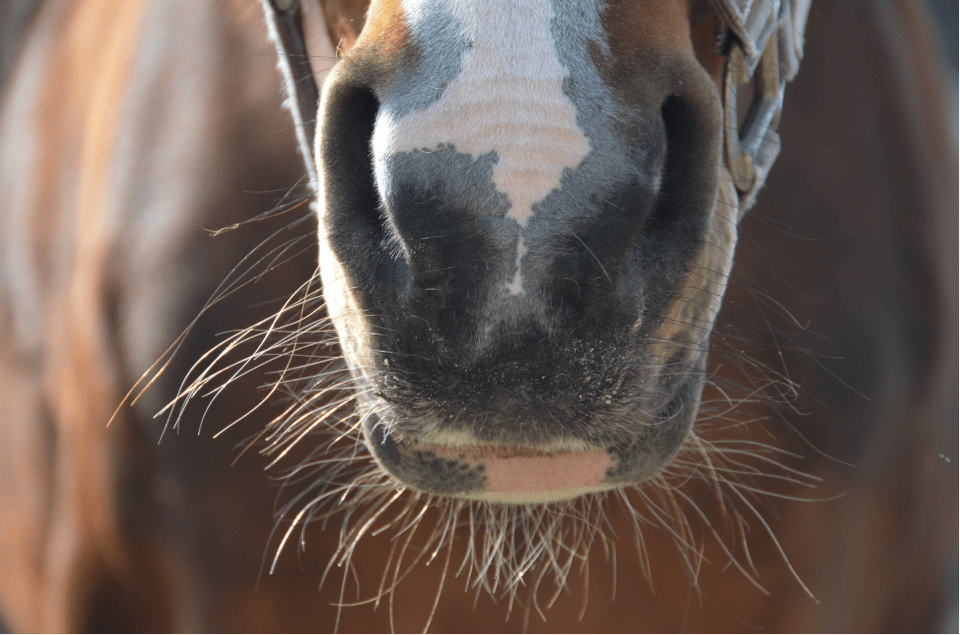 fosas nasales equinos
