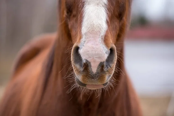 orificios nasales de los equinos