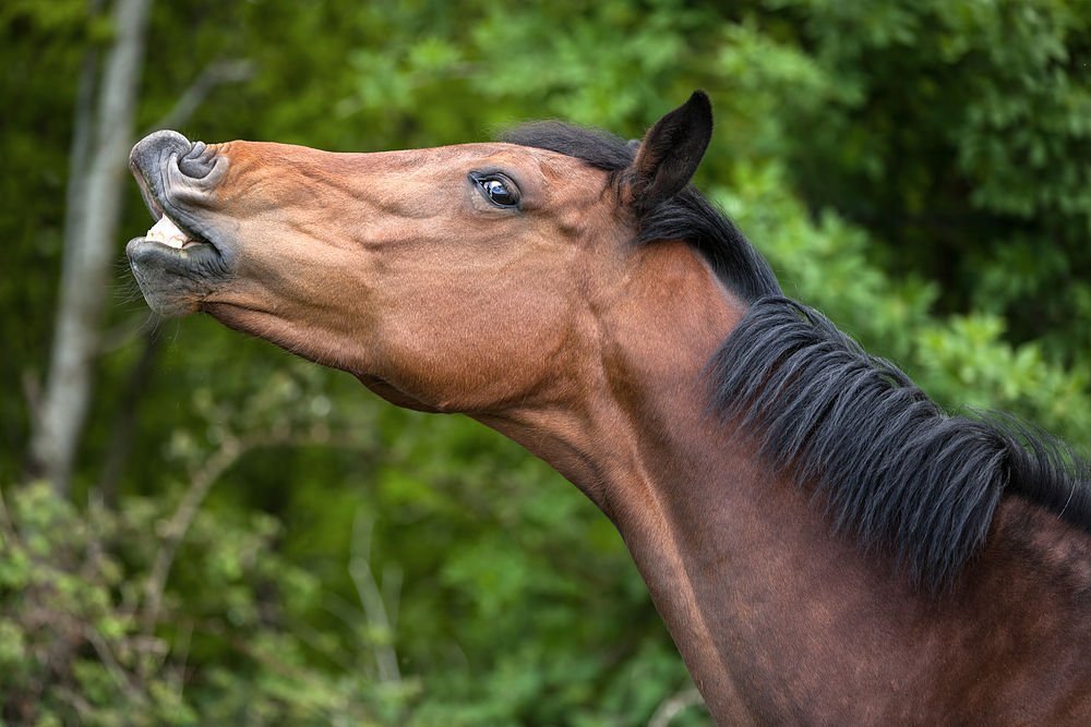 los caballos