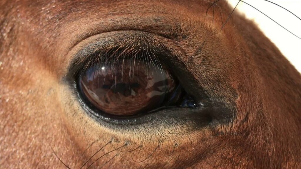 los caballos