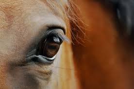los caballos