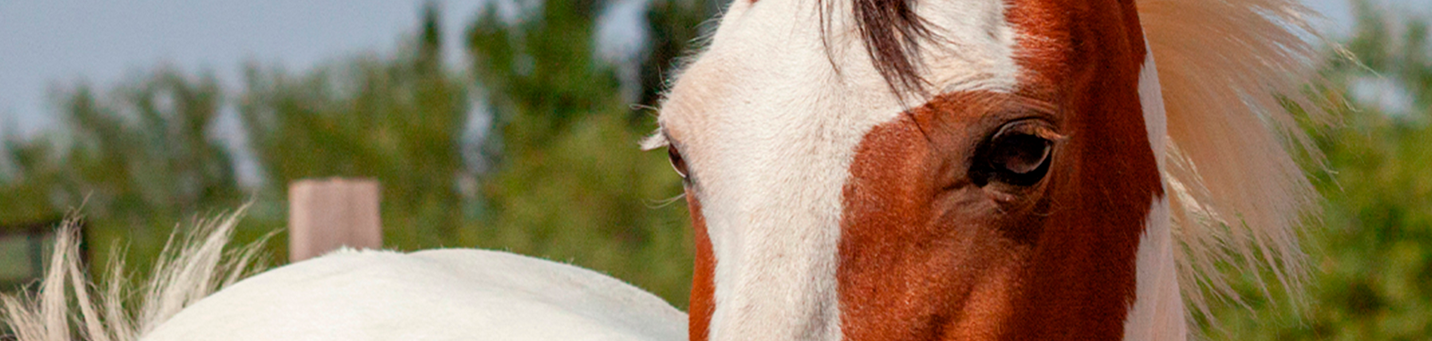 los caballos