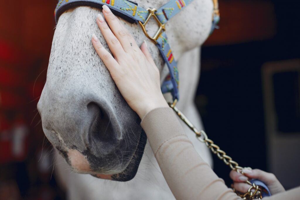 La sorprendente memoria de los caballos