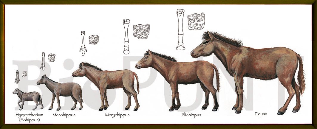El origen del caballo