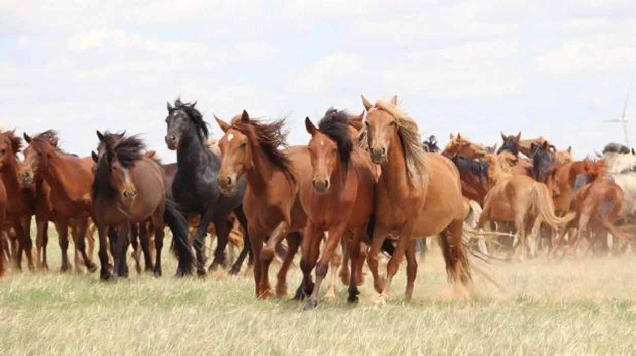 El origen del caballo