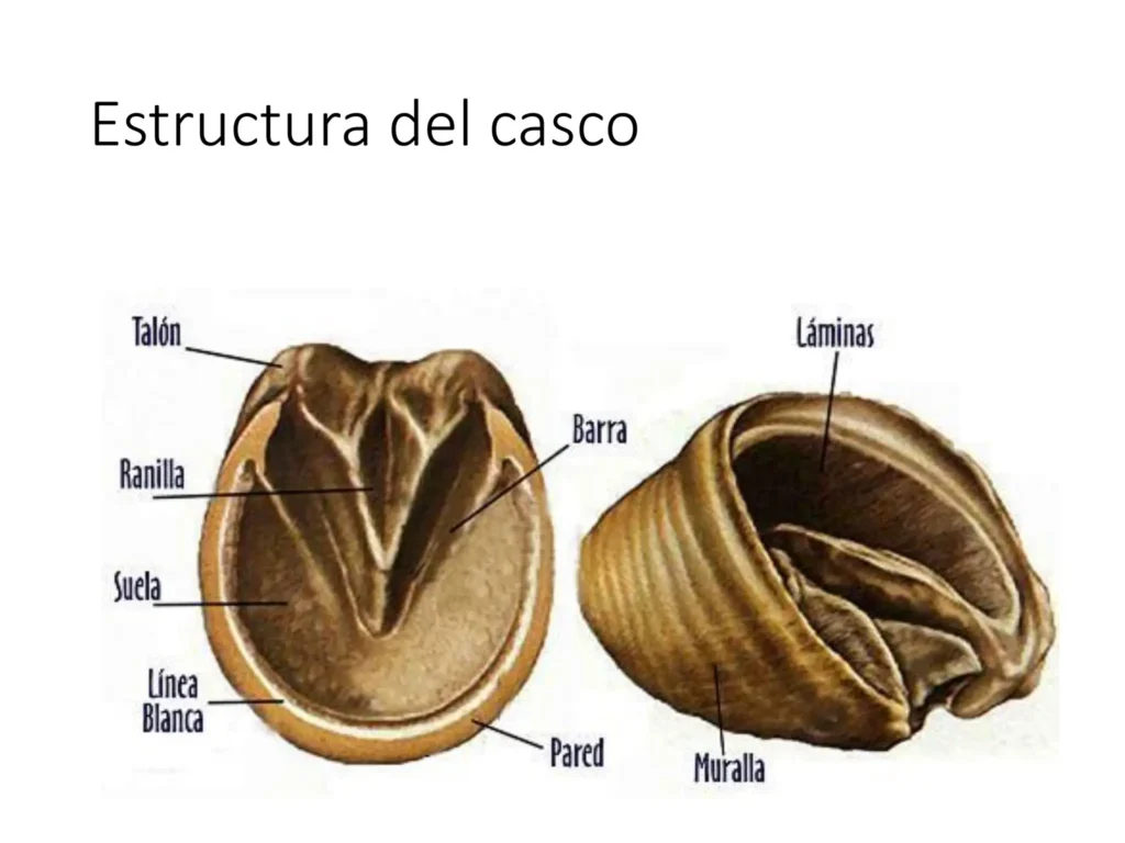 anatomia del casco
