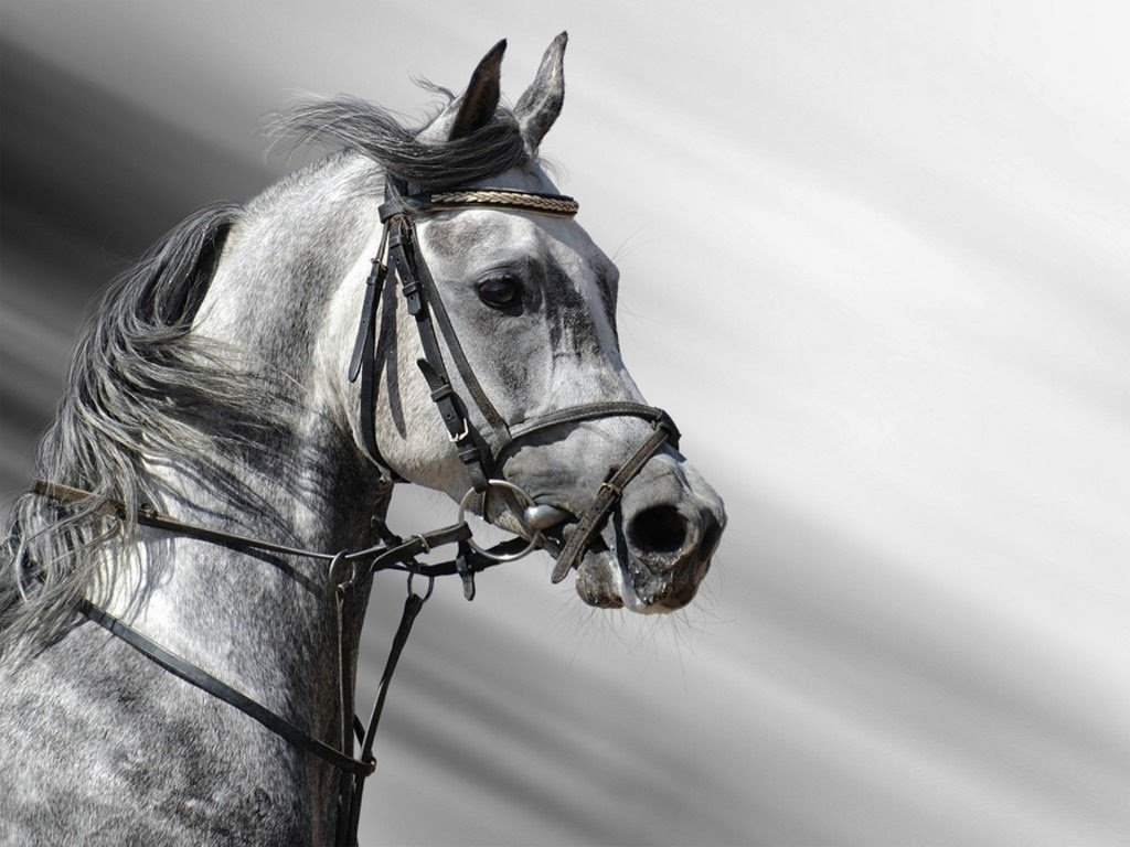 el baño del caballo