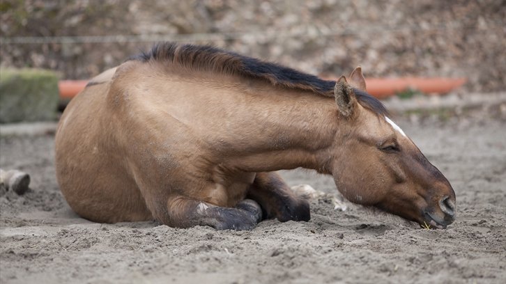 caballo revolcandose