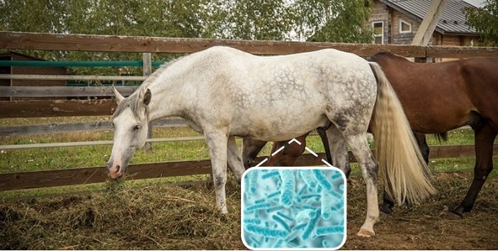 Microbiotica intestinal