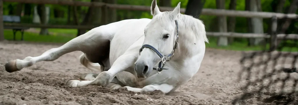 caballo revolcandose