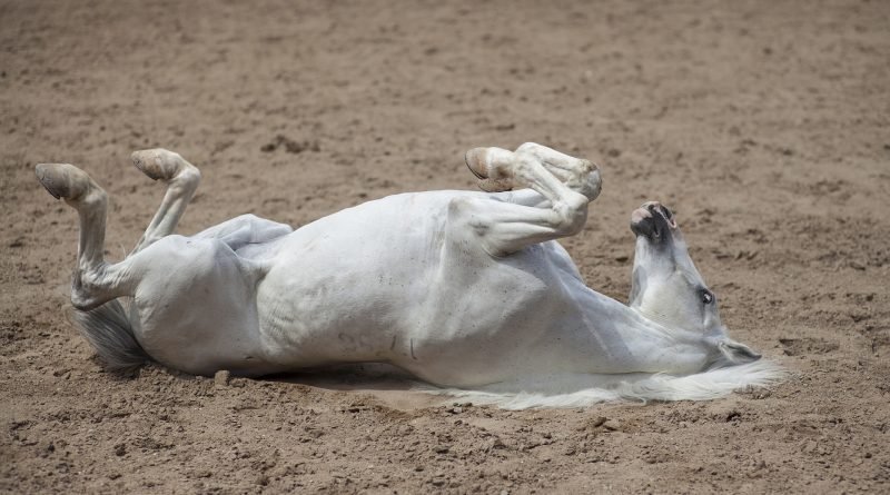 caballo revolcandose
