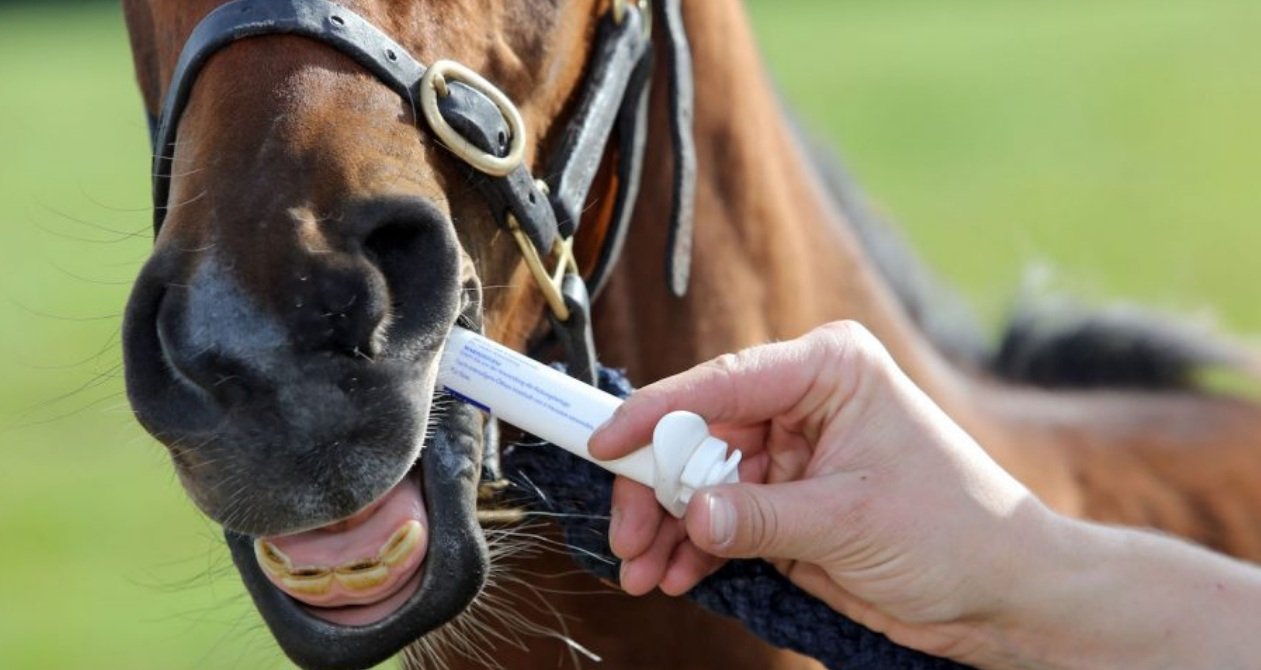 Desparasitacion para caballos 