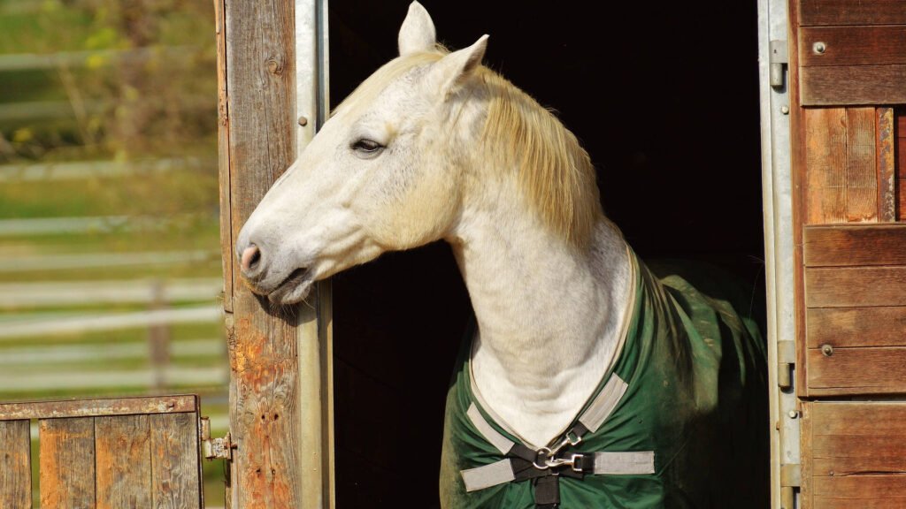 Comunicación de los caballos mediante microexpresiones