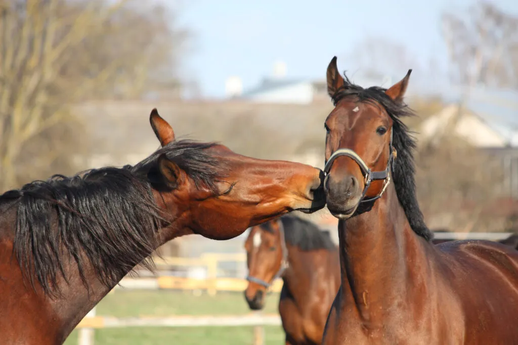 Comunicación de los caballos mediante microexpresiones