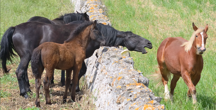 Comunicación de los caballos mediante microexpresiones