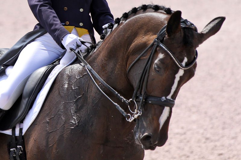 El papel del caballo en la psicología del jinete