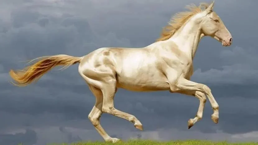 Caballo AKHAL