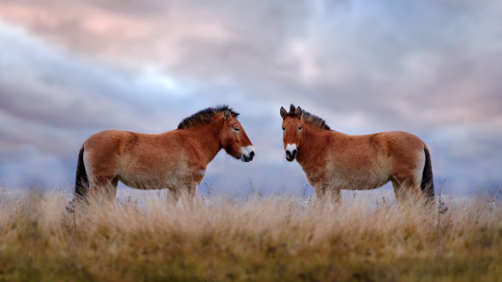 Caballo Przewaski