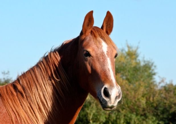 Orejas caballo