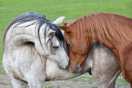 caballos manada