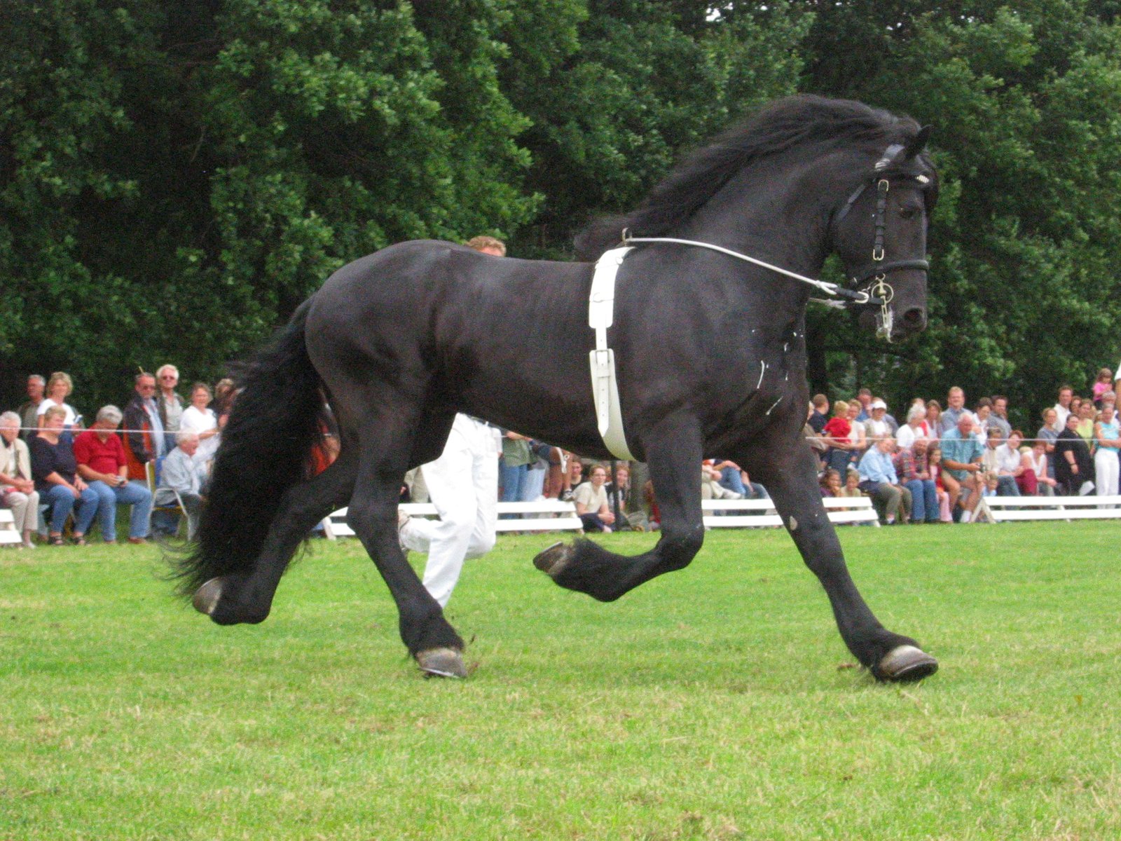 trotar a caballo