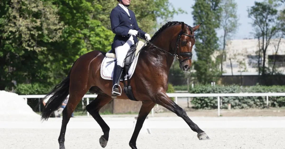 trotar a caballo