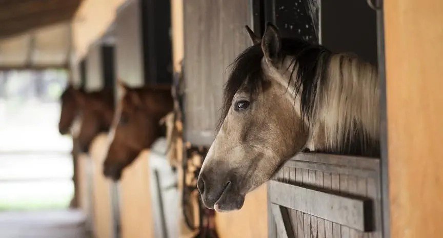 PUPILAJE DE CABALLOS