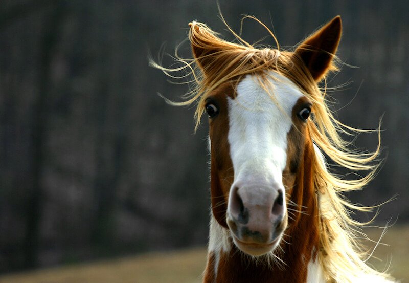 caballo nervioso